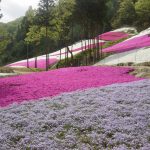 山に広がる花の絨毯！『芝桜の小道』が今年も開園！