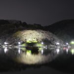 蓮華寺池公園の桜のライトアップが始まりました！