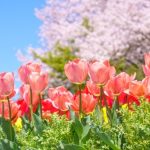 【福岡 お花畑】春夏のお出かけに♡福岡で人気のお花畑スポット5選