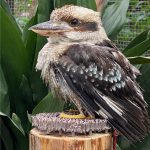 富士花鳥園（静岡県富士宮市）：この春、ワライカワセミが仲間入りしました！