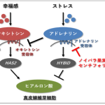 心理状態による肌変化に真皮のヒアルロン酸が関与していることを発見～日本薬学会　第143年会にて発表～