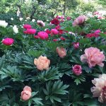 ゴールデンウィーク、奈良葛城市「石光寺 染寺」の芍薬が見頃を迎えます