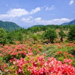 約60万株のレンゲツツジが山肌一面を朱色に染め上げる国指定天然記念物「湯の丸高原レンゲツツジ大群落」が見ごろ休暇村嬬恋鹿沢では「湯の丸高原ガイドウォーク」を実施します