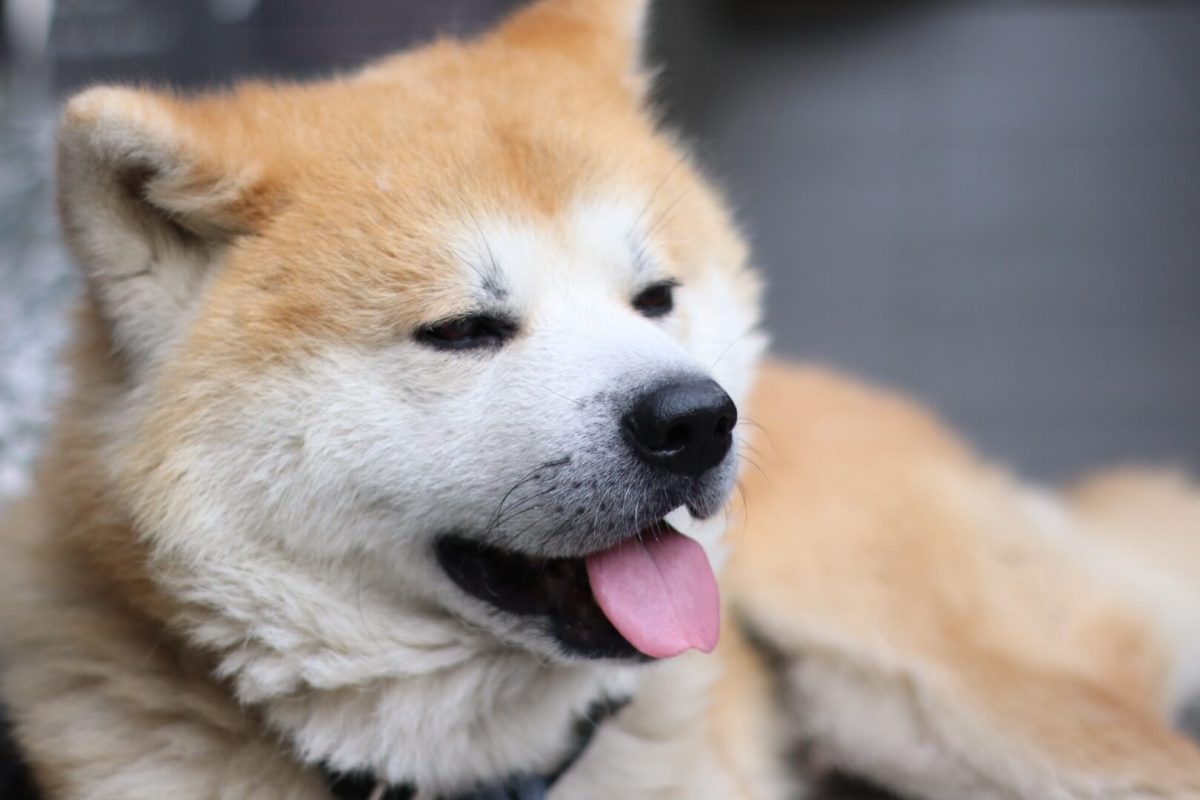 【秋田 方言】可愛いくて面白い！？鹿角、県北、中央、 県南、由利など ”秋田弁” の特徴を徹底解説 DRESSY【公式】ウェディングドレス