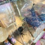 夏休み企画！カブトムシ採集体験を無料開催！「こもれび森のイバライド」