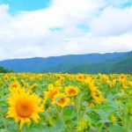 【岐阜県高山市】大輪の花！市内2つのひまわり園が開園中