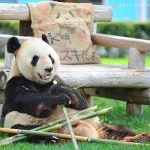 【HAPPY PANDA FES ２０２３】２０２３ ジャイアントパンダ グローバル誕生祭 in 和歌山ジャイアントパンダ「永明（えいめい）」３１歳の誕生祭２０２３年９月１４日（木）