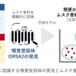 「ムスクの香り」を網羅的に認識する嗅覚受容体の発見