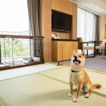【神奈川 ホテル】絶対行きたい！ペットと宿泊できるホテル10選♡