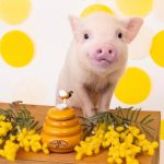 中四国エリアに初出店！マイクロブタカフェ“mipig cafe”が11月9日にイオンモール広島府中にてオープン