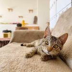 【愛知 猫カフェ】猫ちゃんたちと優雅な時間を過ごせる♡愛知県の猫カフェ9選