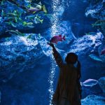 【関東 水族館】梅雨の時期のお出掛けにもおすすめ！関東エリアの水族館10選♡