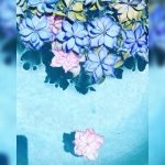 【青森 紫陽花】梅雨の時期に行きたい♡青森の紫陽花の名所7選！