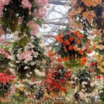 【島根 フォトジェニックスポット】松江フォーゲルパークは花と鳥の楽園♡
