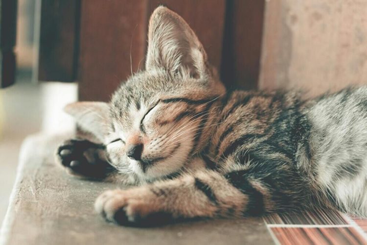猫ハラスメント