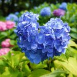 【大阪 あじさい】紫陽花（あじさい）の絶景スポット8選！見頃時期・品種もご紹介