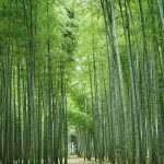 【栃木 避暑地】日光のおすすめ水遊びスポットから那須高原の穴場まで！夏を涼しく楽しめる場所10選◎