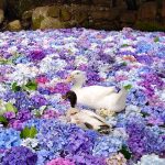 【茨城 紫陽花スポット】梅雨でもお出かけを楽しめる！茨城の紫陽花スポット8選をご紹介します♡