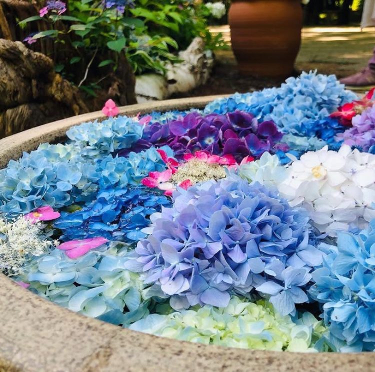 兵庫 紫陽花スポット