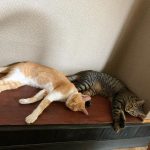 【大分 ホテル】愛犬や愛猫と一緒に♡ペットと一緒に泊まれる素敵なホテル８選！