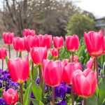 【鳥取 お花畑スポット】写真映えバツグン！鳥取県でおすすめのお花畑スポット10選♡