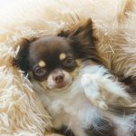 「犬系彼女」の魅力とは？「犬系女子」の性格や付き合う魅力＆猫系彼女との違いをご紹介します♡