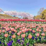 【奈良 お花畑】奈良県でお花を見に行くなら♡奈良県で訪れたいおすすめのお花畑8選