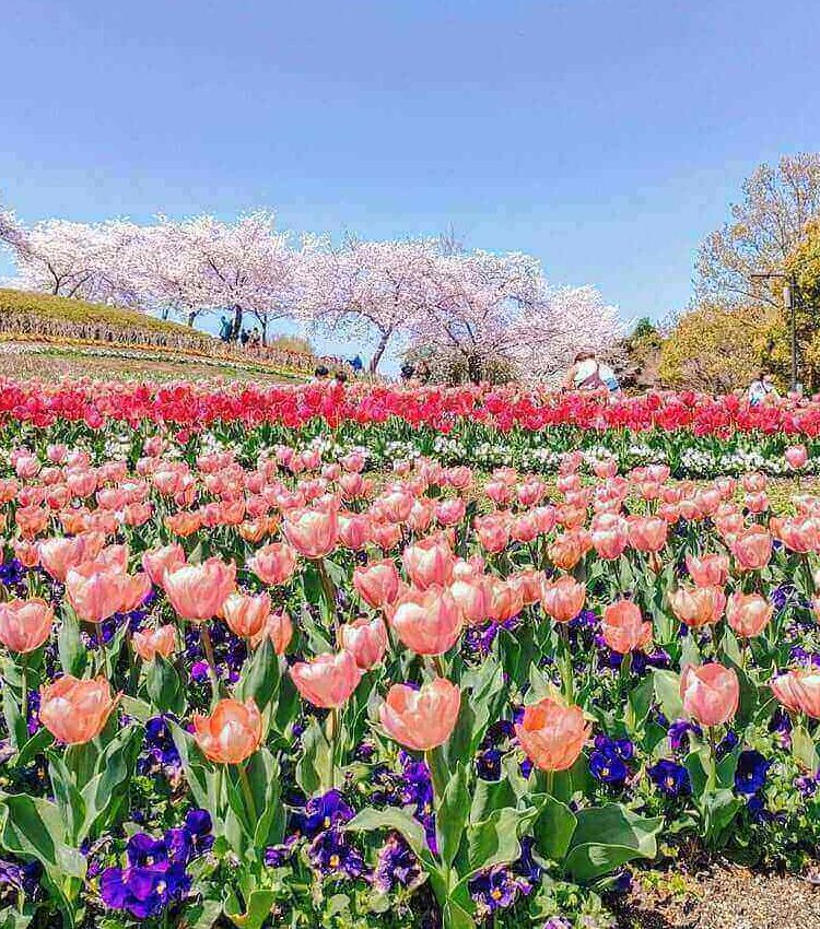 奈良お花畑