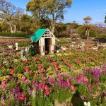 【和歌山 お花畑】和歌山で素敵なお花畑を8箇所ご紹介します♡
