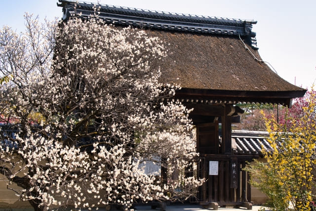 京都 前撮り