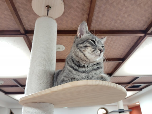 岩手 猫カフェ
