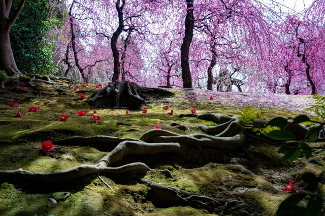 京都 前撮り