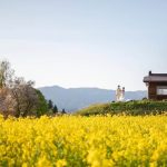 【長野 花畑】まるでファンタジー世界に迷い込んだみたい！長野県の花畑９選