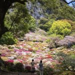 【佐賀 花畑】春にぴったりのデートスポット8選