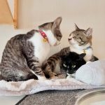 【岩手 猫カフェ】猫と一緒に癒やしのひとときを！岩手のおすすめ猫カフェ8選