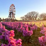 【千葉 花畑】春のお出かけにピッタリ♡千葉県でオススメの花畑8選をご紹介！