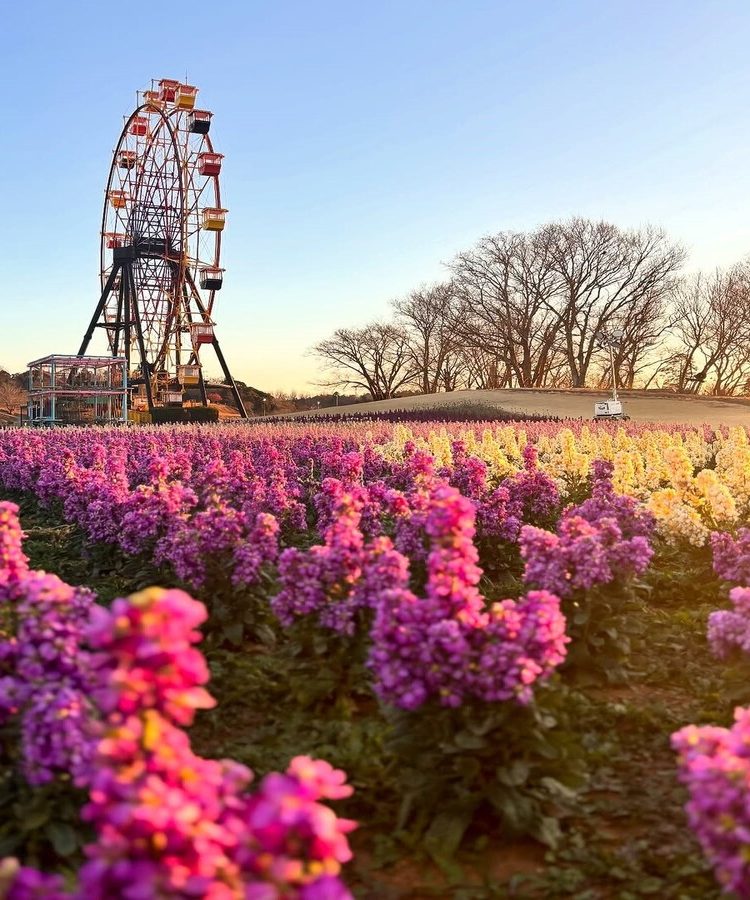 千葉　花畑