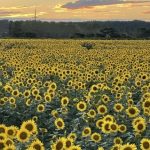 【石川 お花畑】デートやお出かけにおすすめ♡お花畑スポット8選