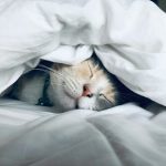 【兵庫 猫カフェ】可愛い猫たちと触れあえる！兵庫県内で人気の猫カフェ12選をお届けします♡