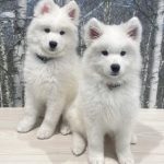 【宮城 犬カフェ】ワンちゃん好き必見！ふわふわ癒やしスポット8選♡
