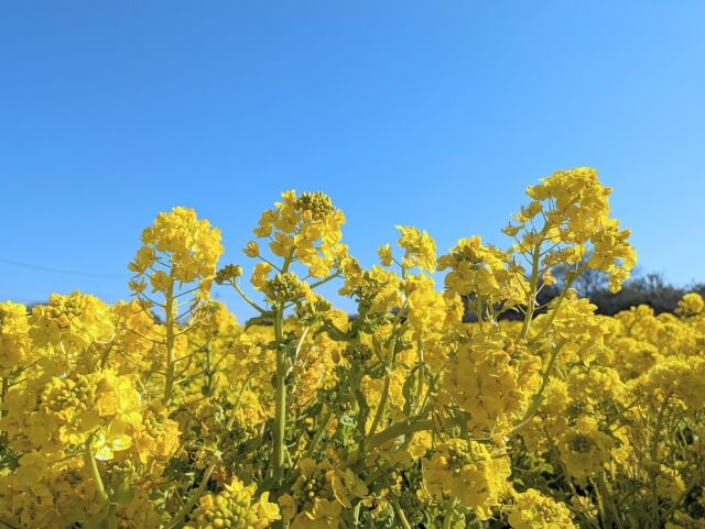 奈良お花畑