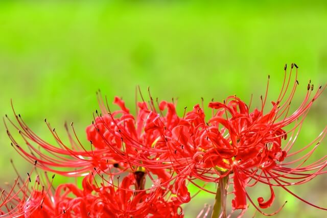 奈良お花畑