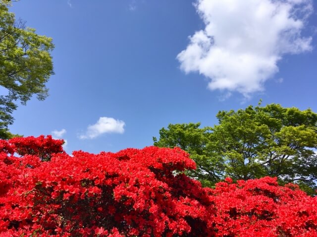 奈良お花畑
