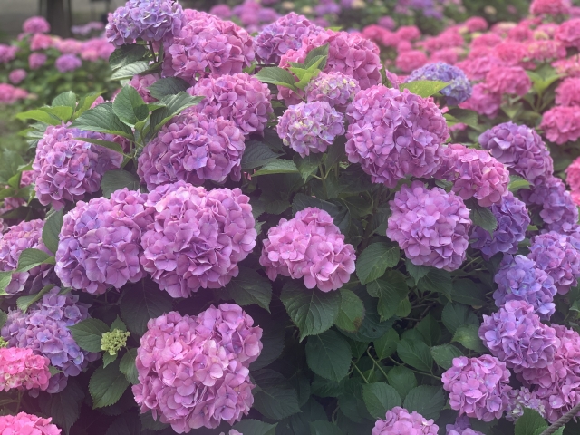 奈良お花畑