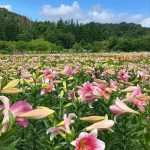 【山形 お花畑】定番から穴場まで♡デートで行きたい山形のお花畑8選！