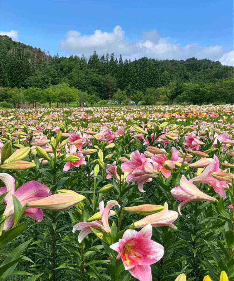 【山形 お花畑】定番から穴場まで♡デートで行きたい山形のお花畑8選！