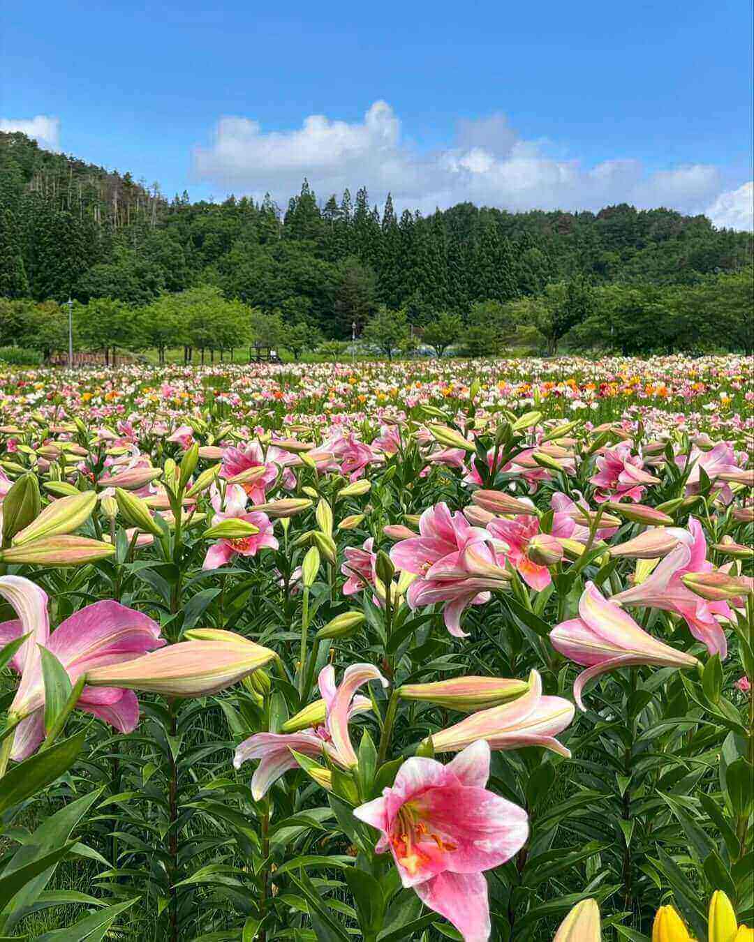 【山形 お花畑】定番から穴場まで♡デートで行きたい山形のお花畑8選！