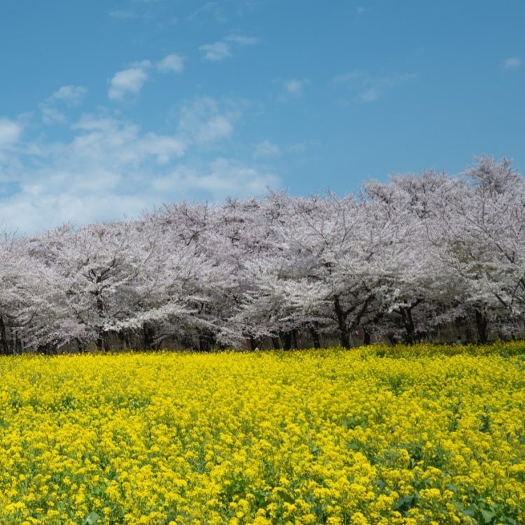 サクラと菜の花畑
