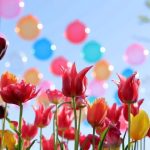 【富山 お花畑】写真映え間違いなし！デートにおすすめのお花畑スポット10選♡