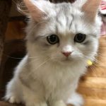 【鳥取 猫カフェ】かわいい猫ちゃんに癒される♡鳥取県にある猫カフェ6選